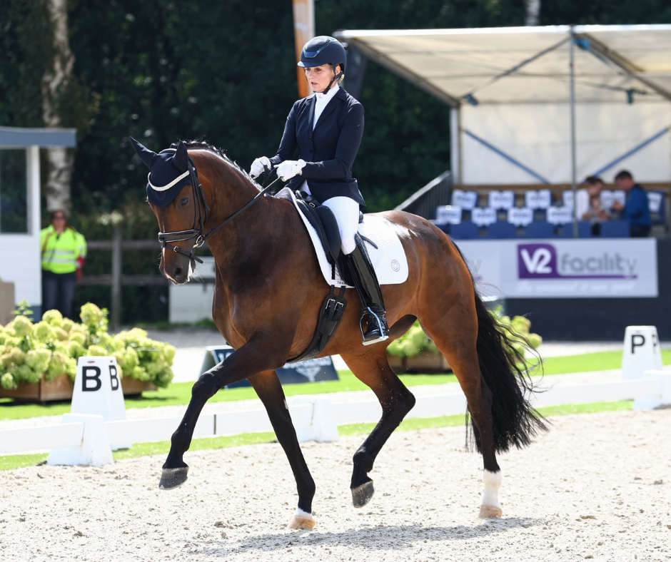 Oxford Dressage Pad