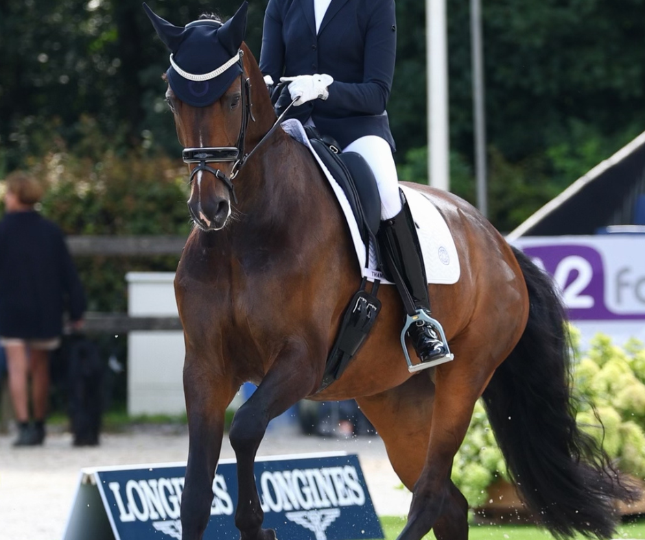 Oxford Dressage Pad