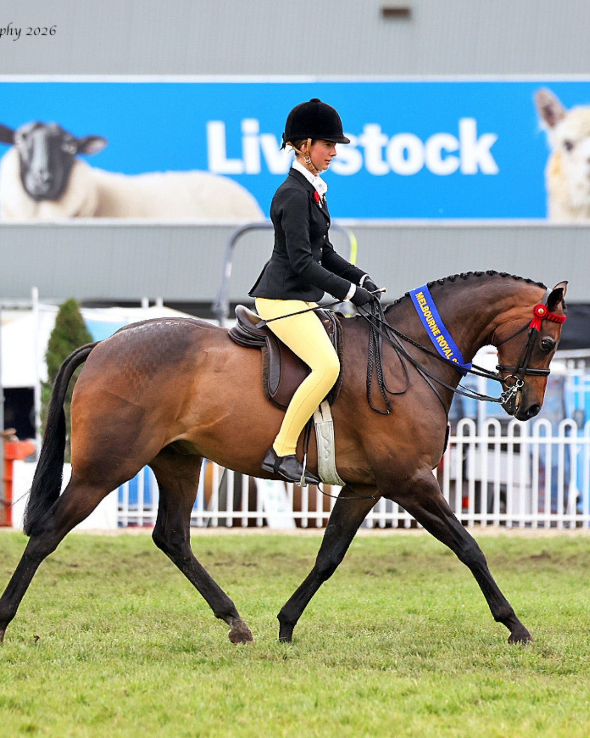 Rider wearing London Competition Tights in Buttercup with a Melbourne Royal sash