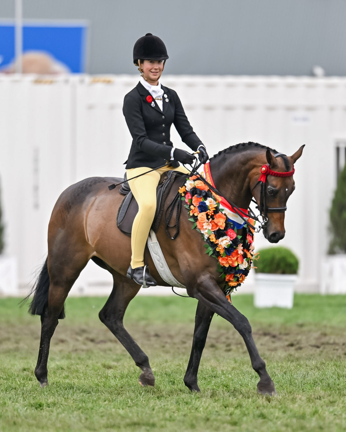 Rider wearing London Competition Tights in Buttercup trotting in the show ring with a garland